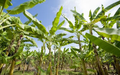 Prehranska varnost ena od prioritet slovenskega predsedovanja