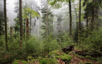 Umanotera: 10 zelenih testov v času predsedovanja