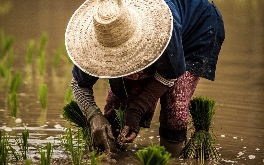 Sajenje riža, Tajska. Foto: Unsplash