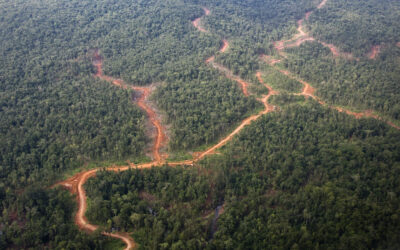 COP26: Focus kritičen do dogovora o ustavitvi krčenja gozdov do 2030
