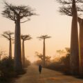 Baobabi, Madagaskar. Foto: Unsplash