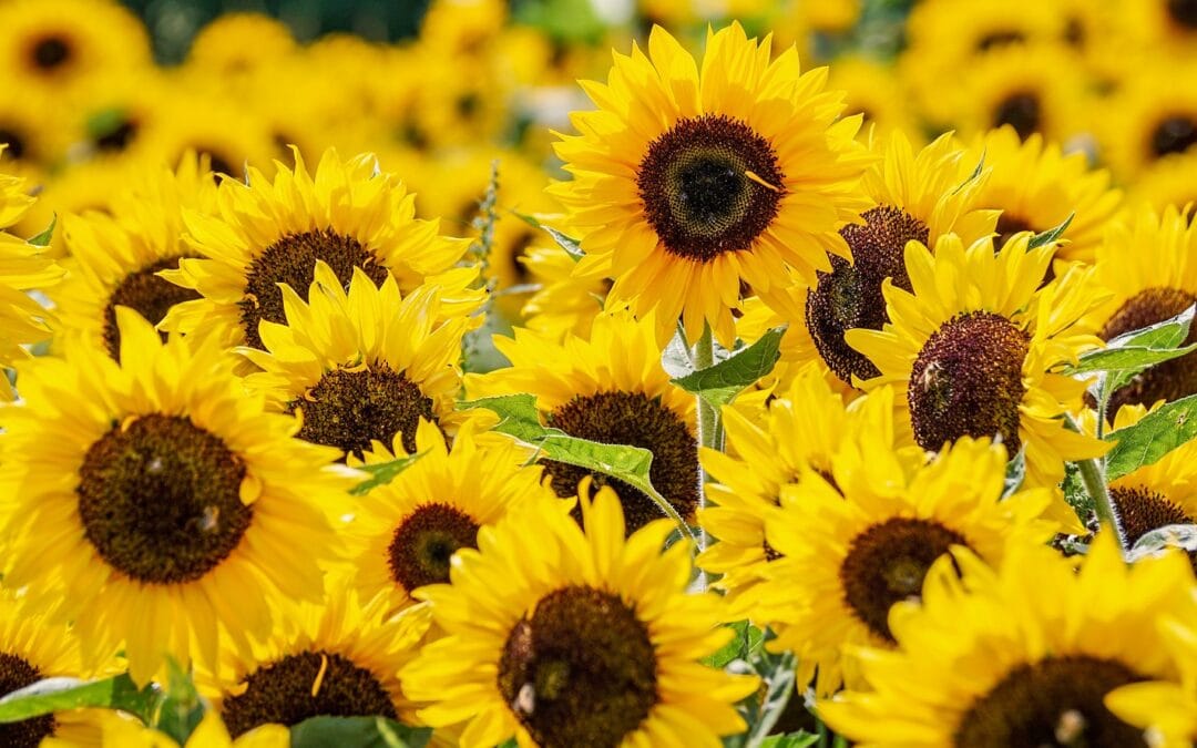Ukrajina je ena največjih izvoznic sončničnega olja in semen na svetu. Foto: Pixabay