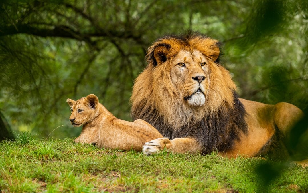 3. marec: “Svetovni dan divjih živali”