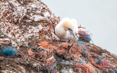 ZN: Iz oceanov jemljemo več, kot je mogoče obnoviti